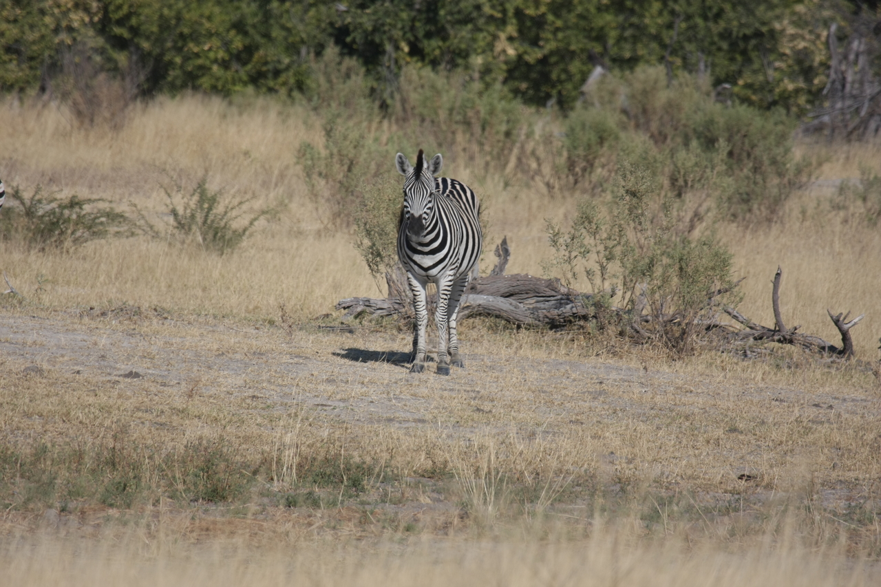 [23449] 2016_06_30_03_47_14_Africa_Canon_EOS_40D_IMG__11379.jpg