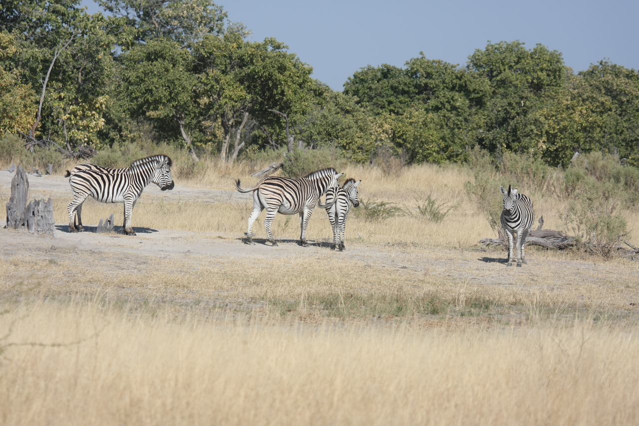 [23457] 2016_06_30_03_47_22_Africa_Canon_EOS_40D_IMG__11381.jpg