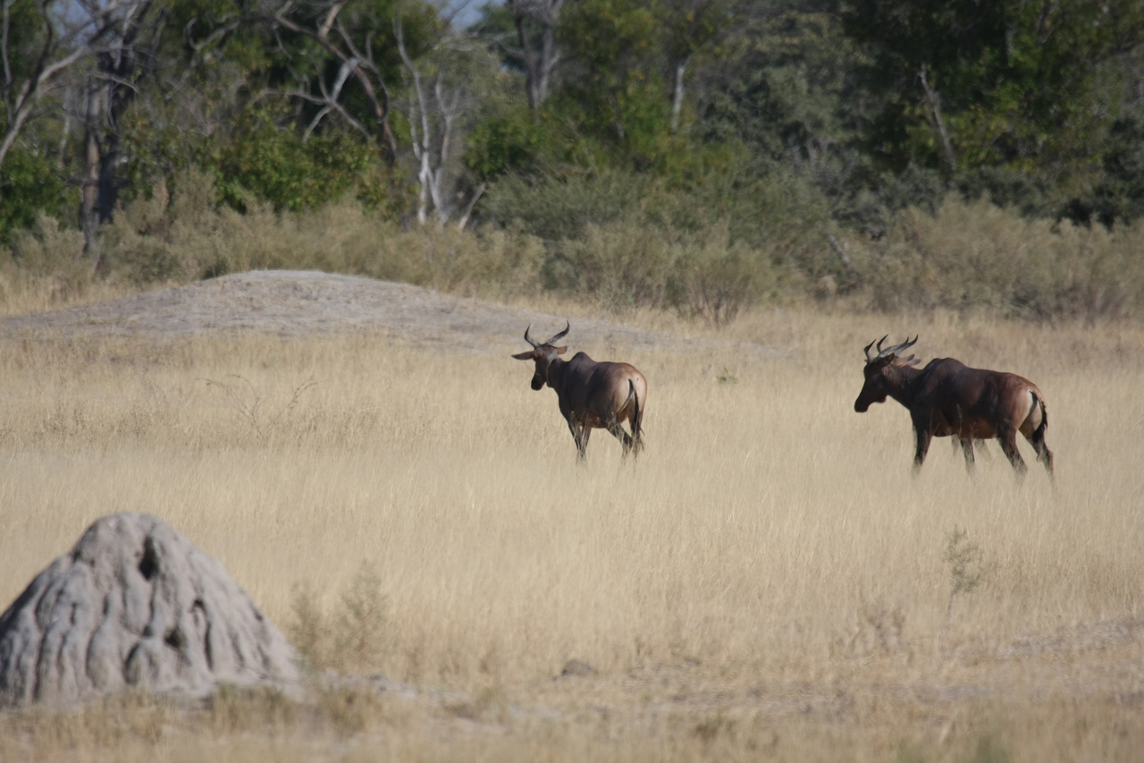 [23461] 2016_06_30_03_47_55_Africa_Canon_EOS_40D_IMG__00212.jpg