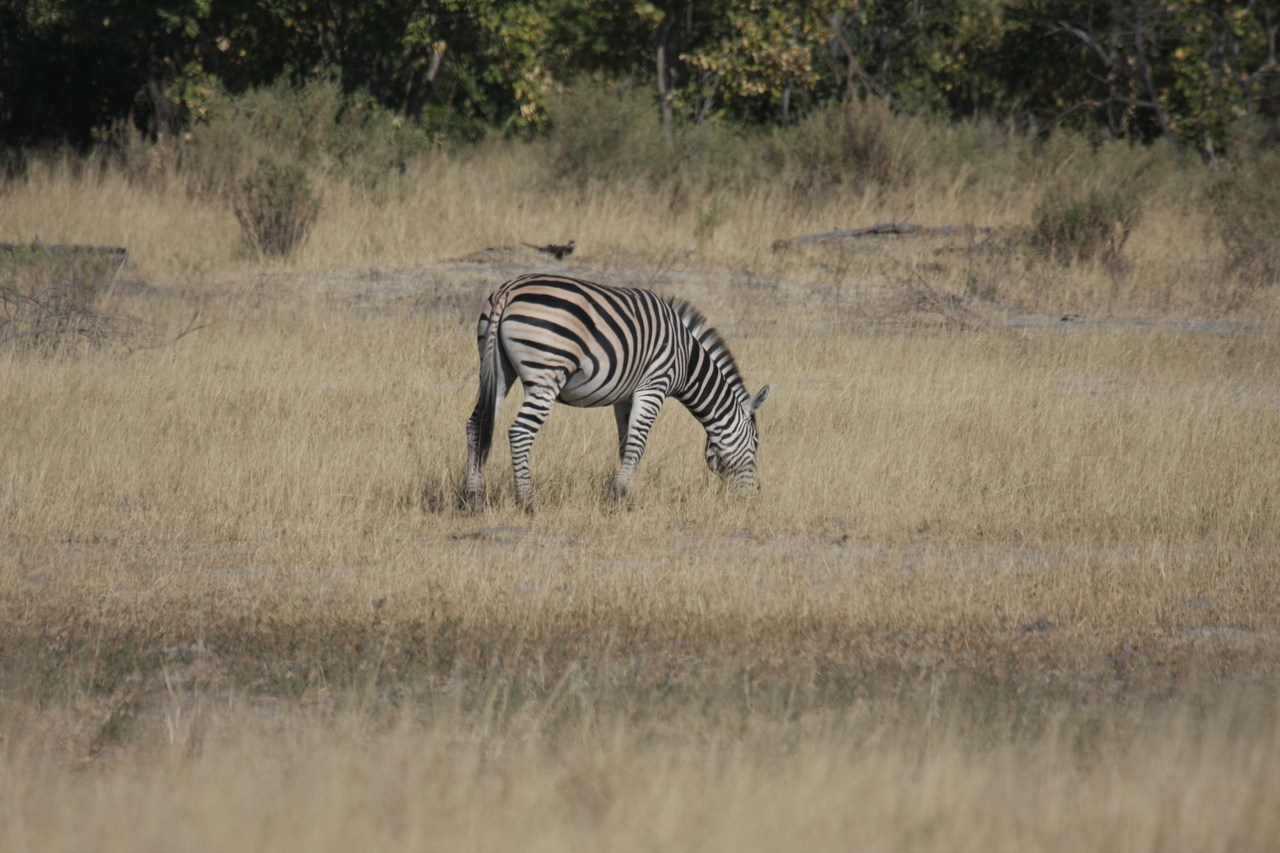 [23472] 2016_06_30_03_48_13_Africa_Canon_EOS_40D_IMG__11387.jpg