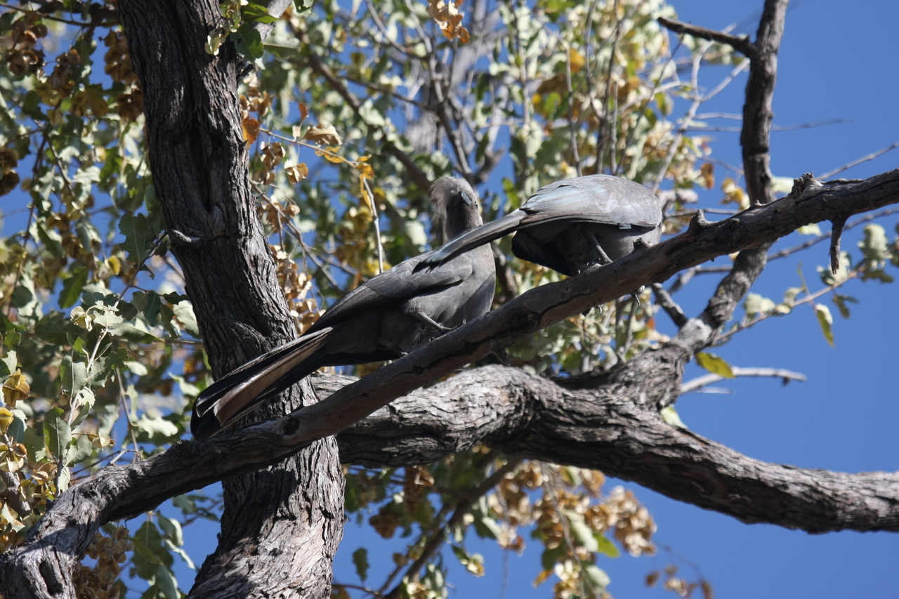 [23517] 2016_06_30_04_19_12_Africa_Canon_EOS_40D_IMG__00223.jpg