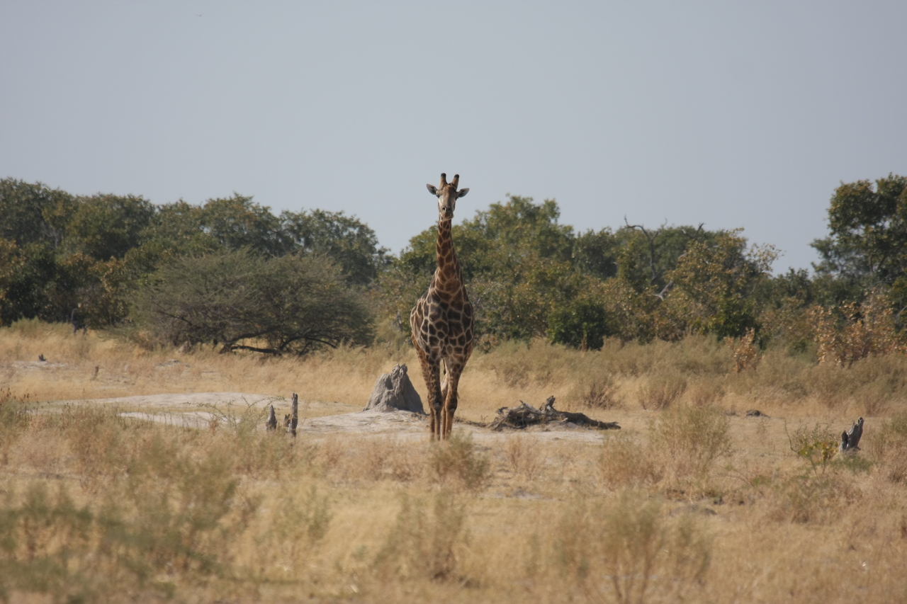 [23554] 2016_06_30_04_57_19_Africa_Canon_EOS_40D_IMG__00239.jpg