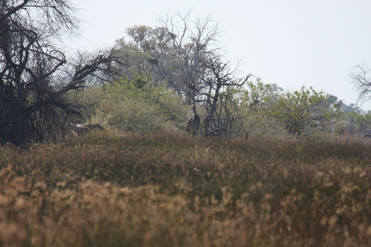 [23560] 2016_06_30_04_57_40_Africa_Canon_EOS_40D_IMG__00241.jpg
