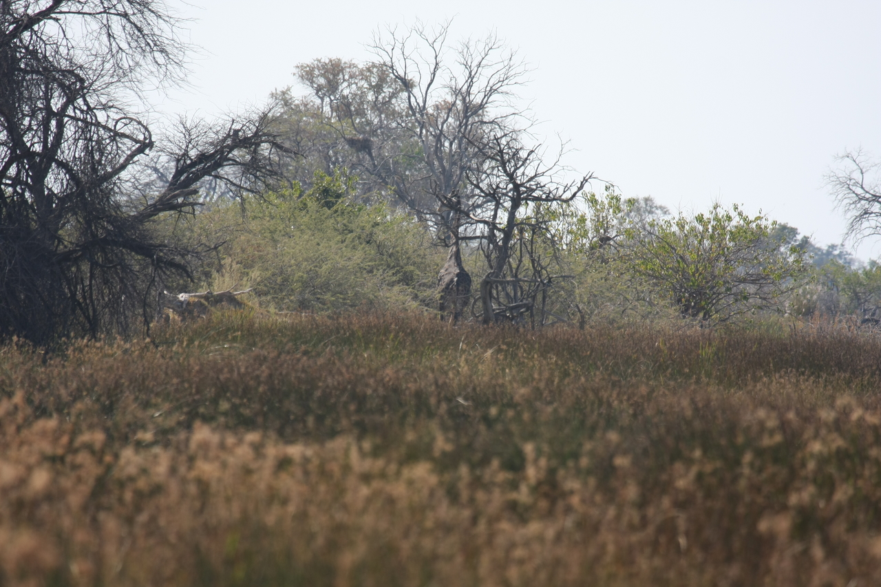 [23563] 2016_06_30_04_57_40_Africa_Canon_EOS_40D_IMG__11413.jpg