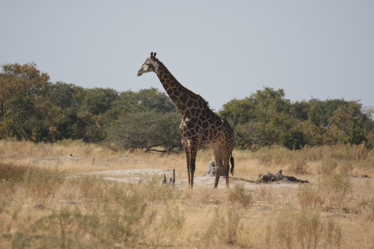 [23565] 2016_06_30_04_58_00_Africa_Canon_EOS_40D_IMG__00242.jpg