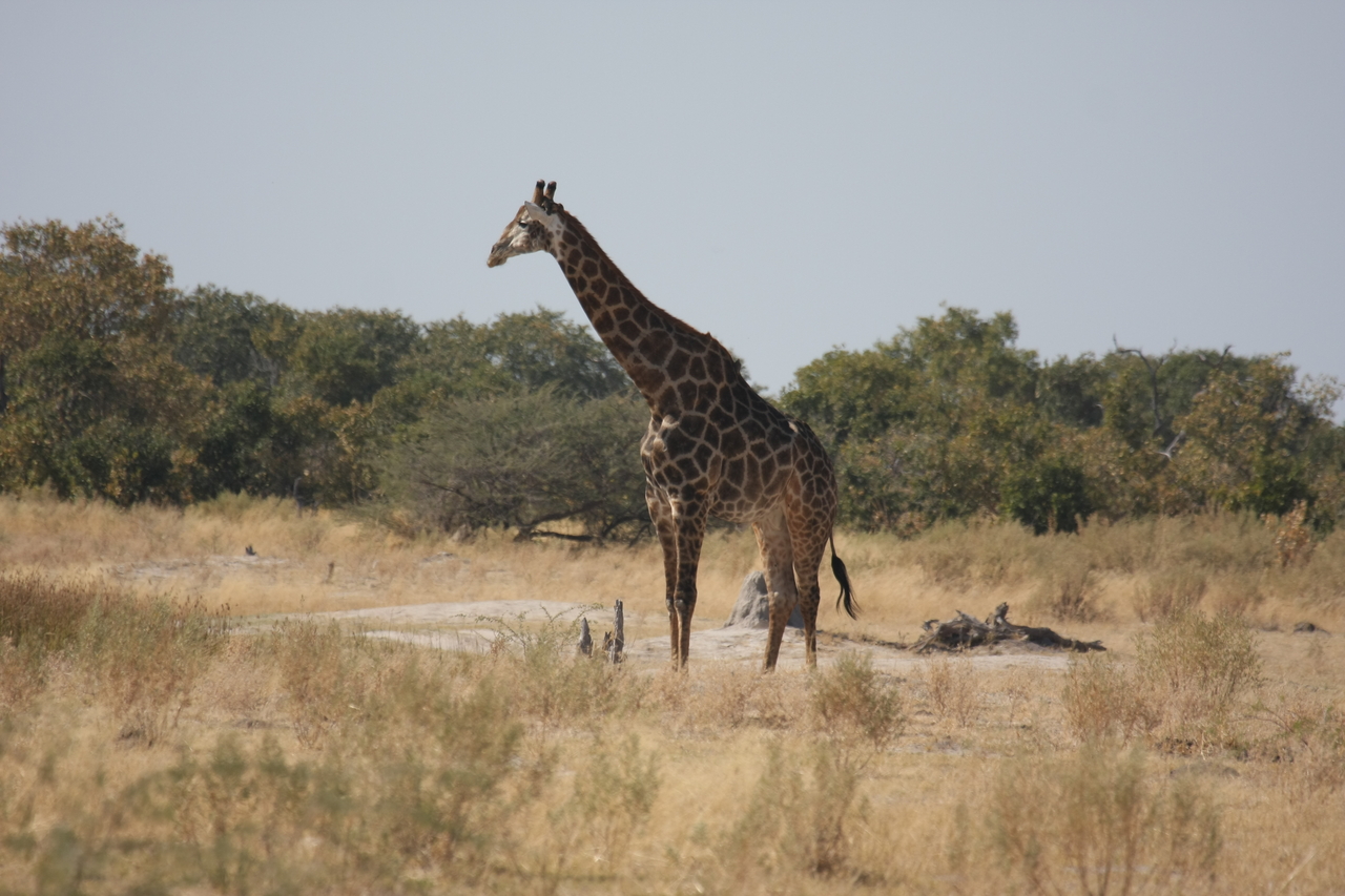 [23566] 2016_06_30_04_58_00_Africa_Canon_EOS_40D_IMG__00243.jpg