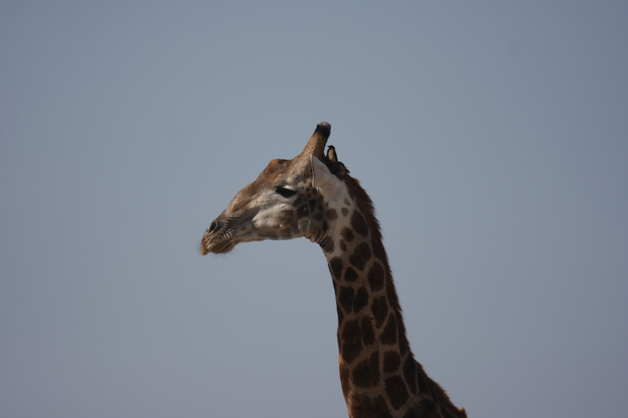 [23589] 2016_06_30_04_59_29_Africa_Canon_EOS_40D_IMG__11419.jpg