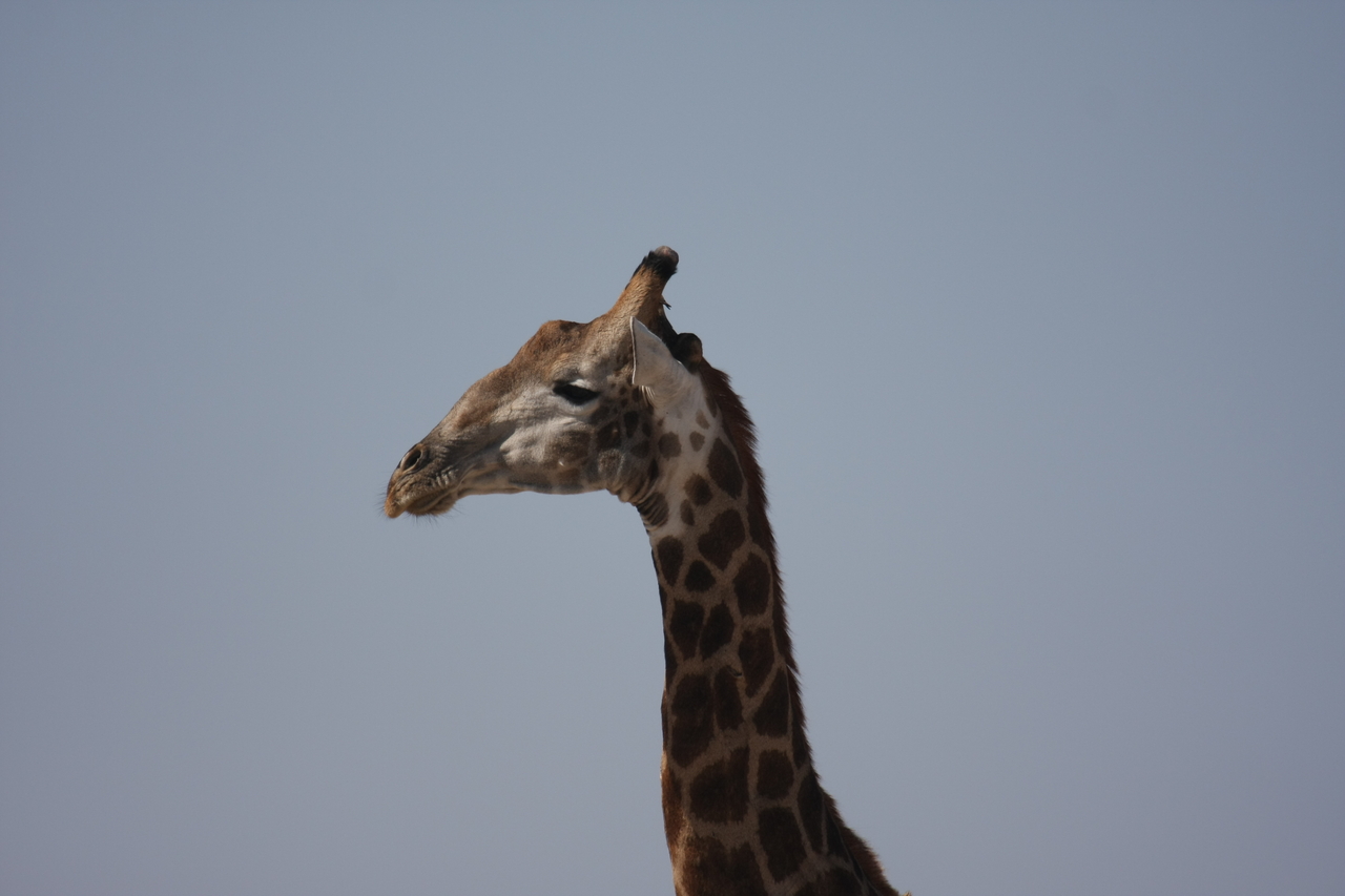 [23610] 2016_06_30_04_59_41_Africa_Canon_EOS_40D_IMG__11427.jpg