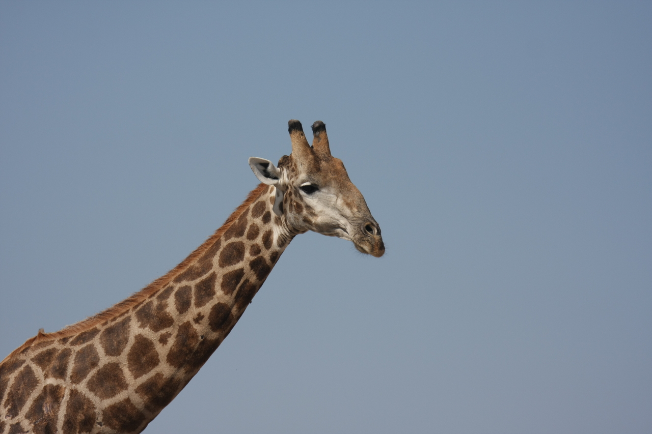 [23635] 2016_06_30_05_02_30_Africa_Canon_EOS_40D_IMG__11433.jpg