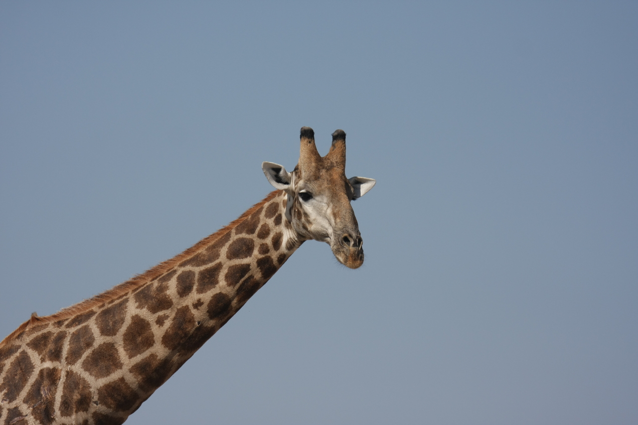 [23637] 2016_06_30_05_02_30_Africa_Canon_EOS_40D_IMG__11435.jpg