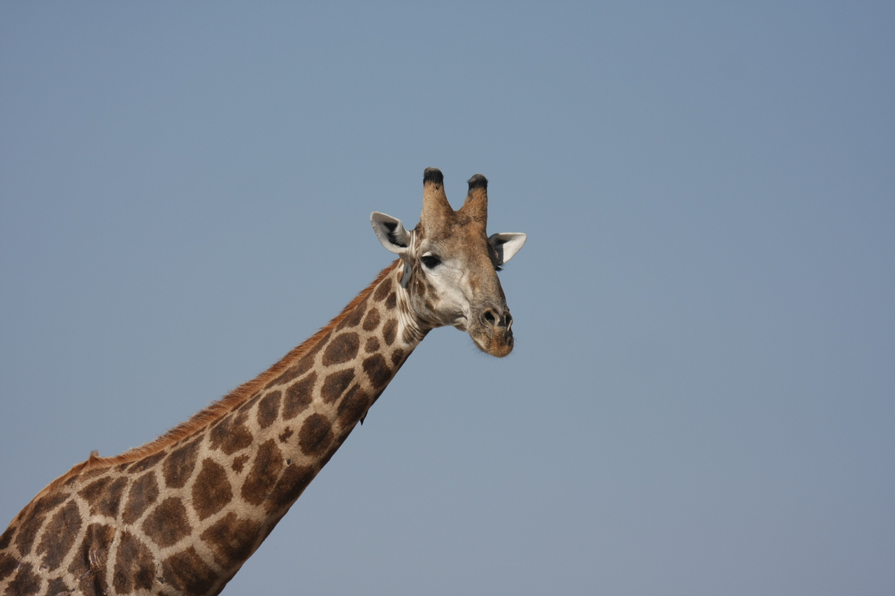 [23638] 2016_06_30_05_02_31_Africa_Canon_EOS_40D_IMG__00263.jpg