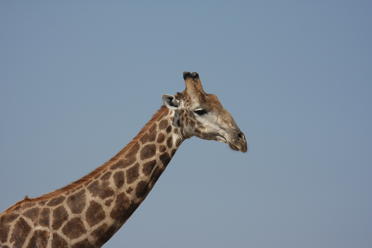 [23654] 2016_06_30_05_02_34_Africa_Canon_EOS_40D_IMG__03993.jpg
