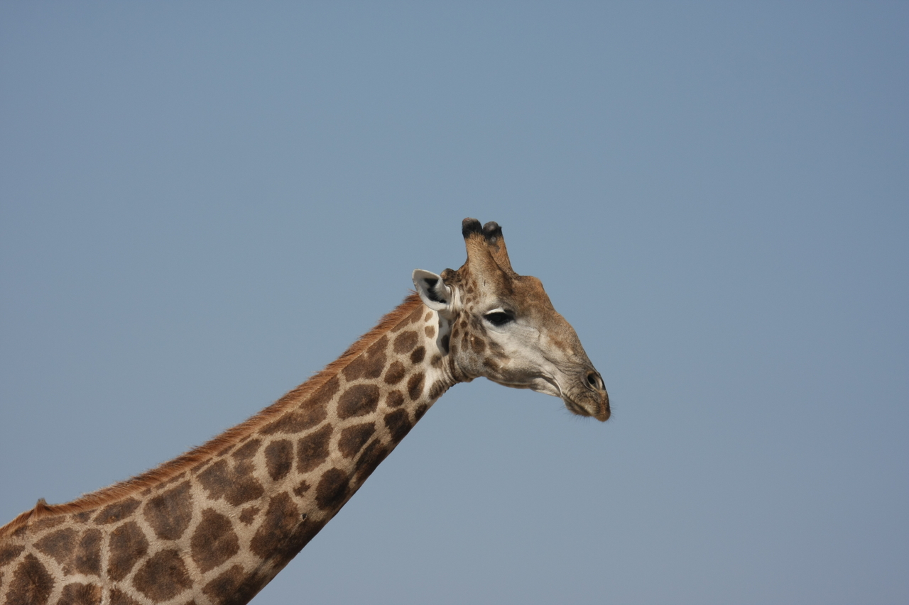 [23657] 2016_06_30_05_02_34_Africa_Canon_EOS_40D_IMG__11441.jpg