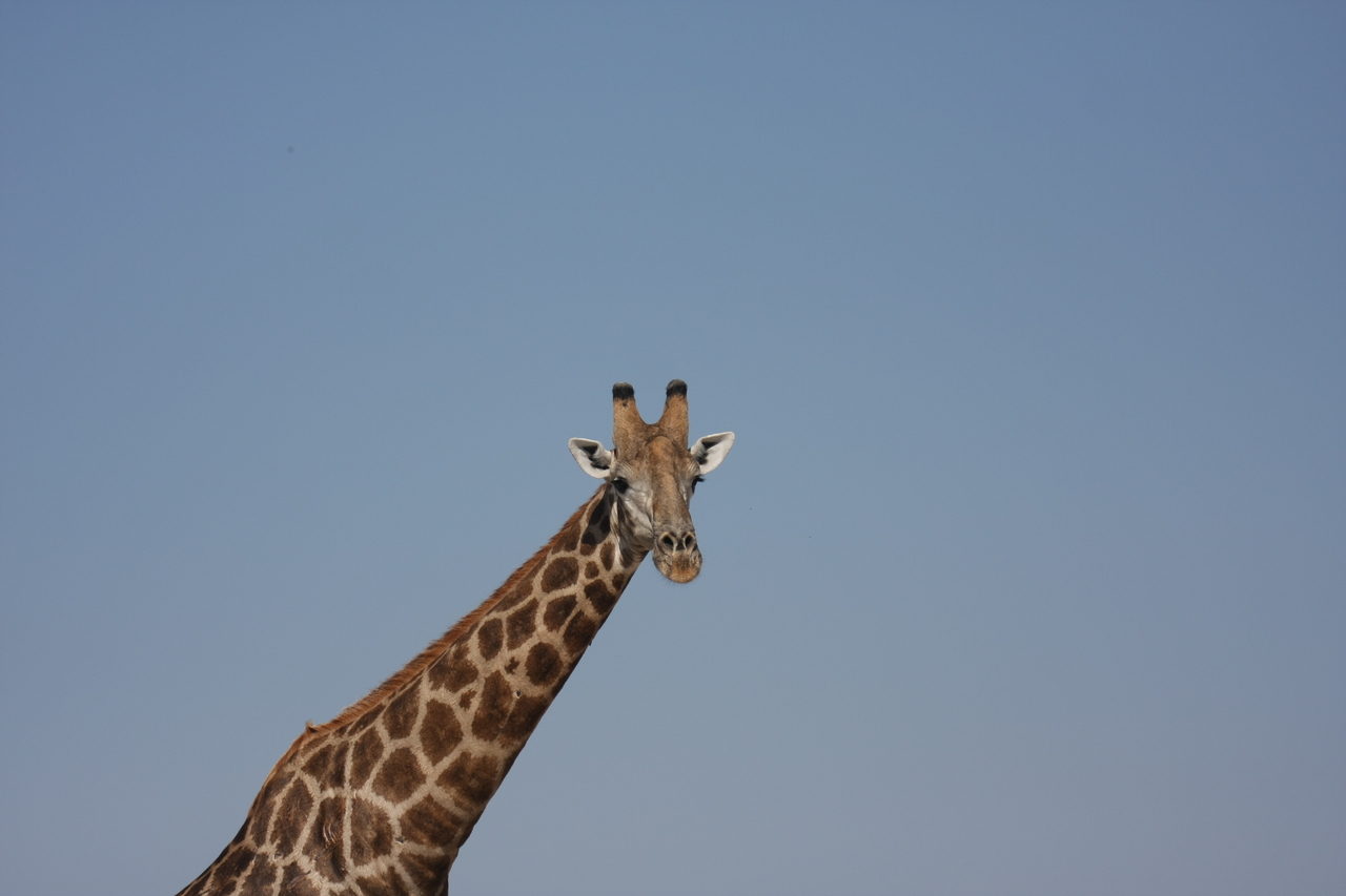 [23662] 2016_06_30_05_02_47_Africa_Canon_EOS_40D_IMG__00270.jpg