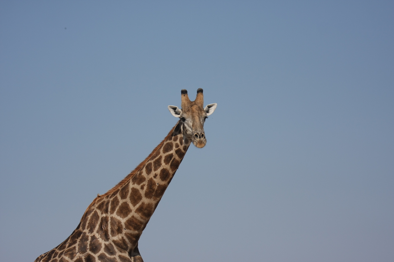 [23669] 2016_06_30_05_02_47_Africa_Canon_EOS_40D_IMG__11444.jpg