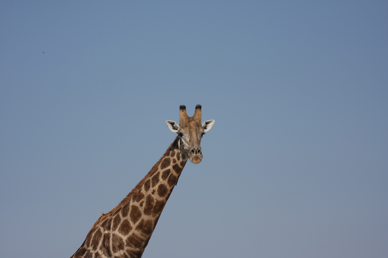 [23670] 2016_06_30_05_02_47_Africa_Canon_EOS_40D_IMG__11445.jpg