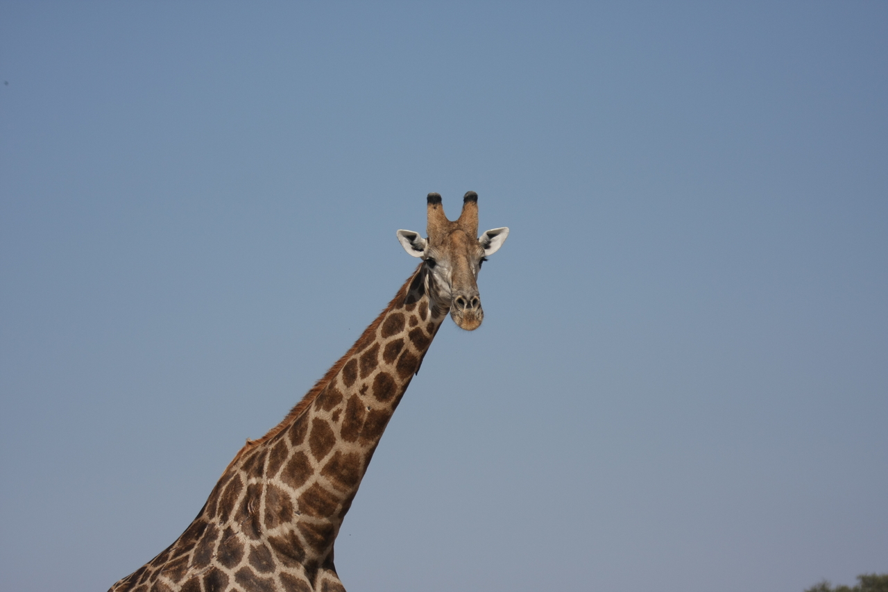 [23676] 2016_06_30_05_02_48_Africa_Canon_EOS_40D_IMG__11447.jpg