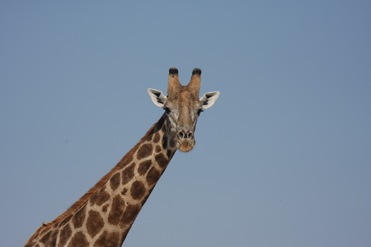 [23681] 2016_06_30_05_02_56_Africa_Canon_EOS_40D_IMG__00275.jpg