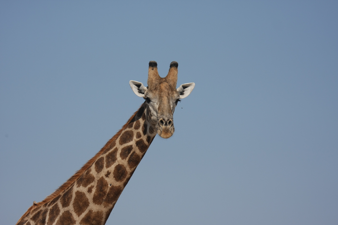 [23691] 2016_06_30_05_02_57_Africa_Canon_EOS_40D_IMG__00279.jpg