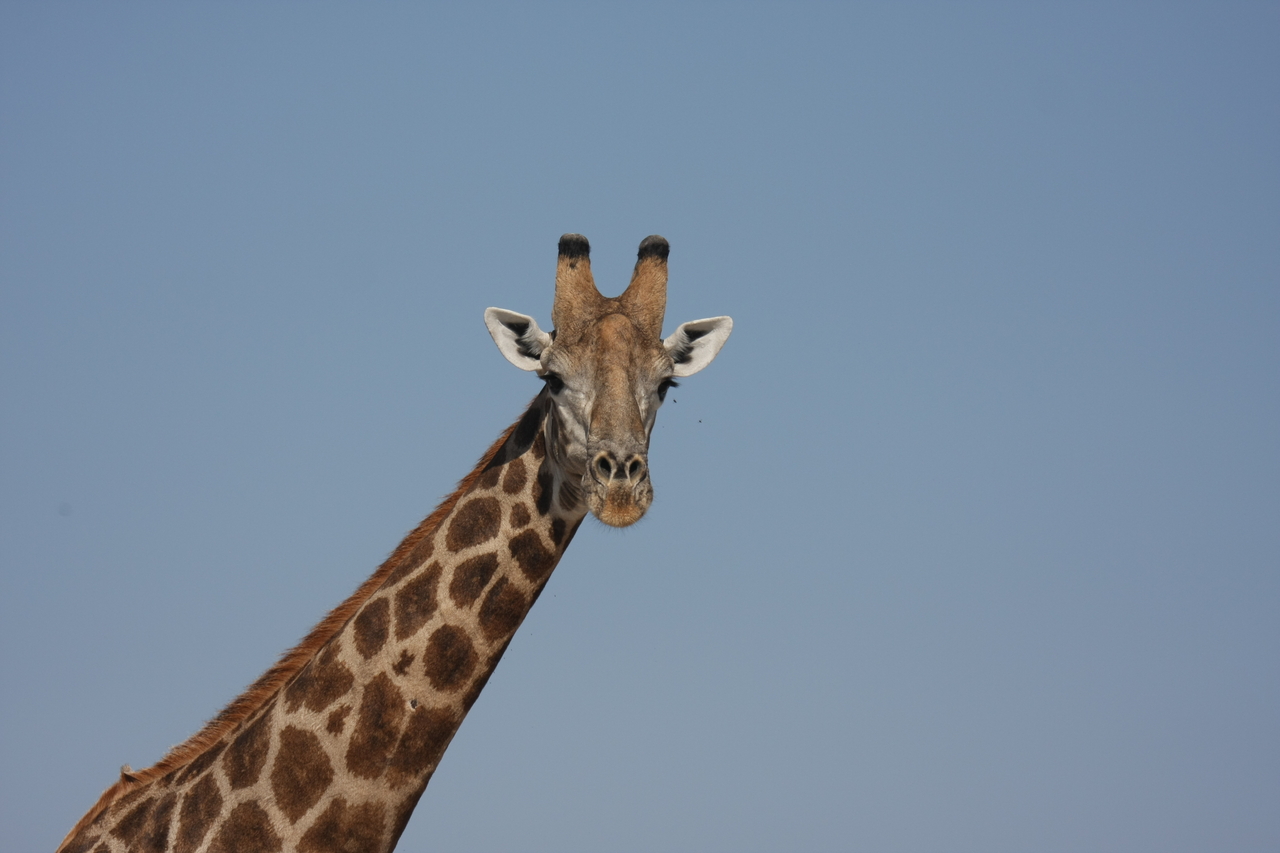 [23694] 2016_06_30_05_02_57_Africa_Canon_EOS_40D_IMG__11451.jpg