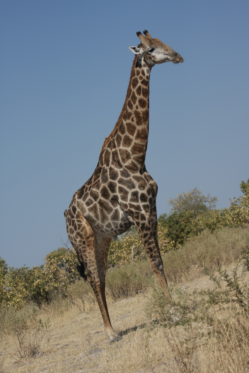 [23699] 2016_06_30_05_03_10_Africa_Canon_EOS_40D_IMG__00282.jpg