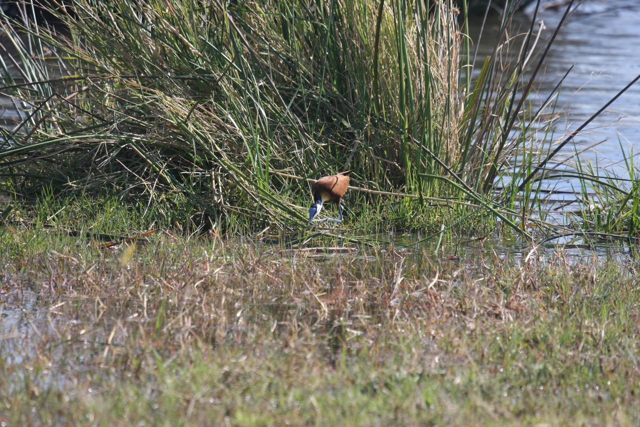 [23753] 2016_06_30_05_09_06_Africa_Canon_EOS_40D_IMG__00293.jpg