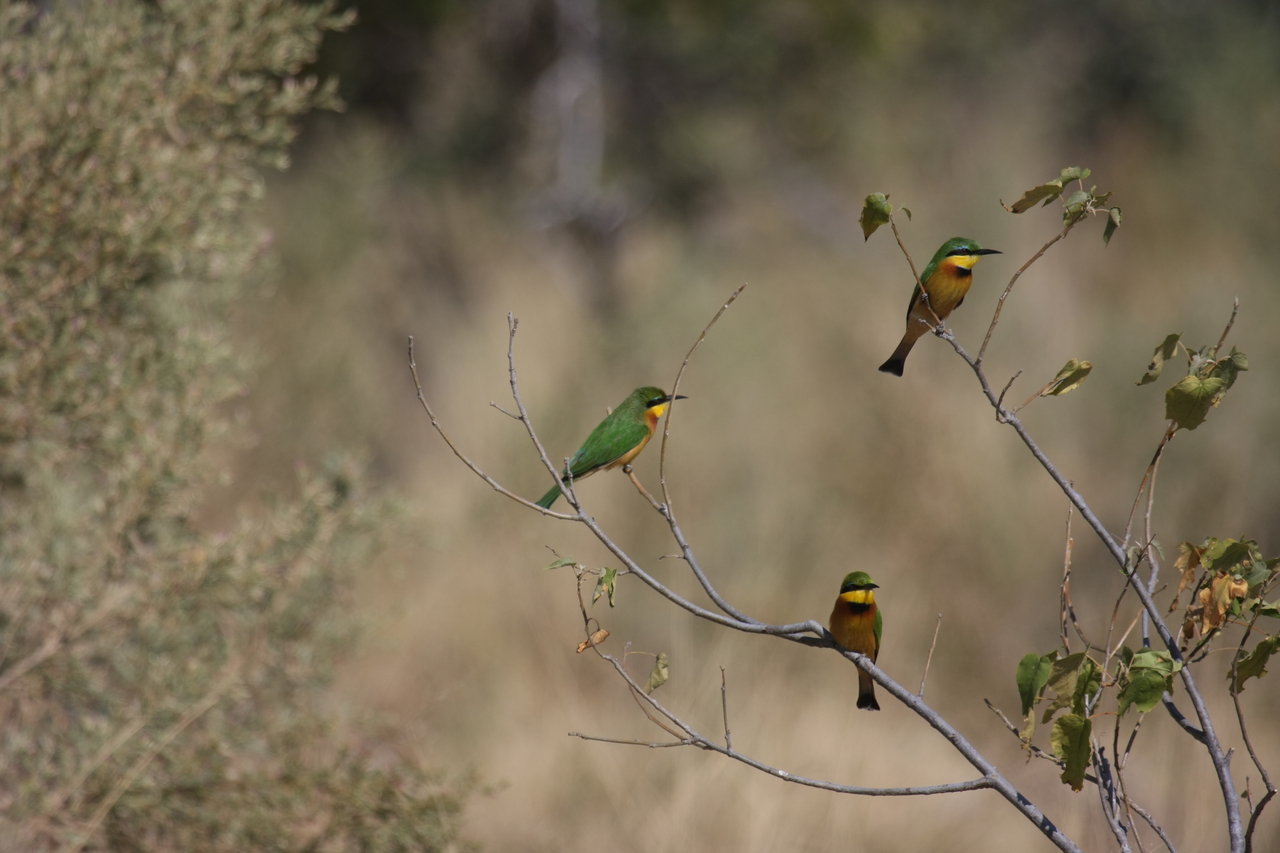 [23812] 2016_06_30_05_19_57_Africa_Canon_EOS_40D_IMG__11478.jpg
