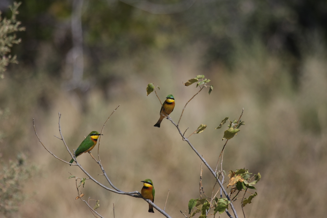 [23814] 2016_06_30_05_20_03_Africa_Canon_EOS_40D_IMG__00307.jpg