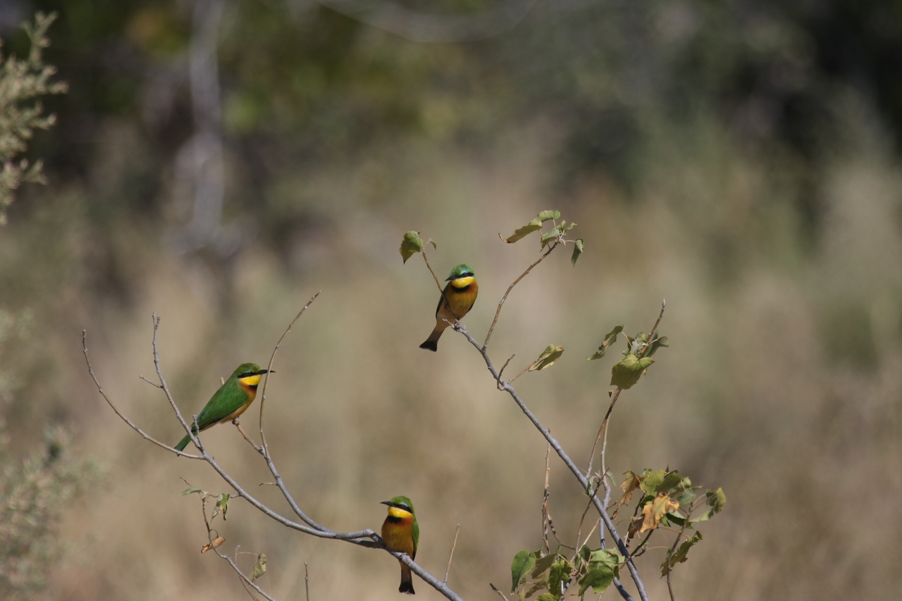 [23815] 2016_06_30_05_20_03_Africa_Canon_EOS_40D_IMG__00308.jpg