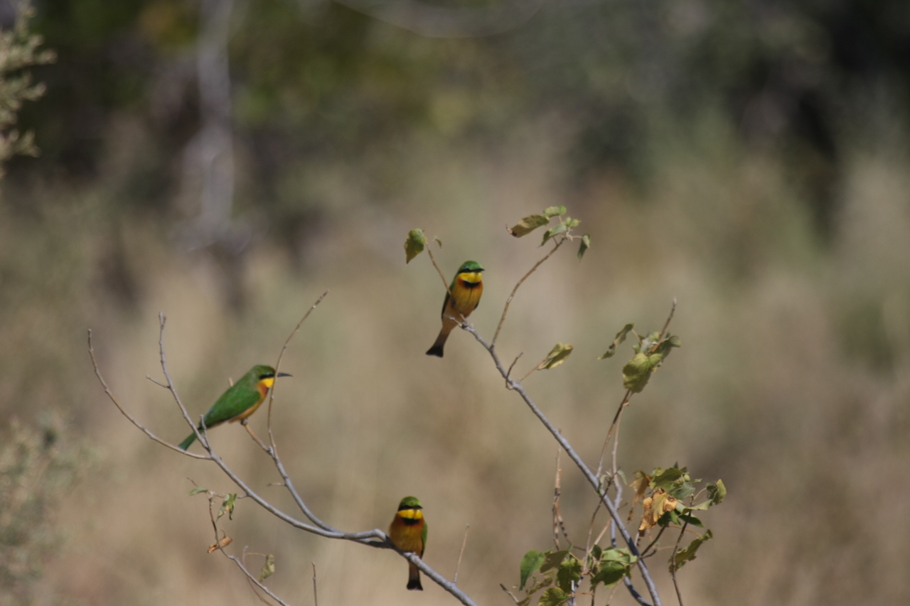 [23819] 2016_06_30_05_20_03_Africa_Canon_EOS_40D_IMG__11479.jpg