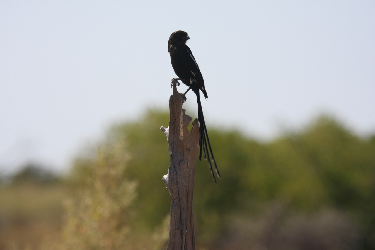 [23844] 2016_06_30_05_22_05_Africa_Canon_EOS_40D_IMG__00318.jpg
