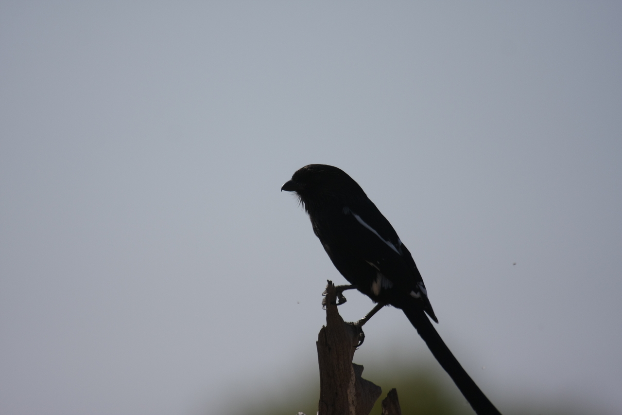 [23861] 2016_06_30_05_22_41_Africa_Canon_EOS_40D_IMG__11494.jpg