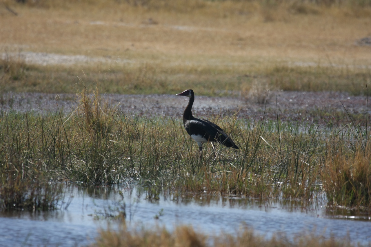 [23883] 2016_06_30_05_24_02_Africa_Canon_EOS_40D_IMG__11503.jpg