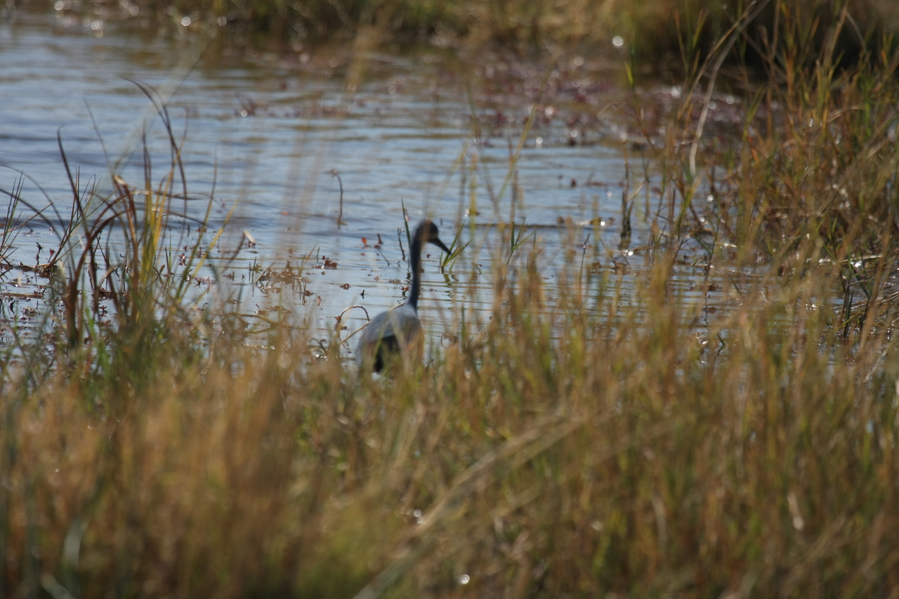 [23890] 2016_06_30_05_24_47_Africa_Canon_EOS_40D_IMG__00333.jpg