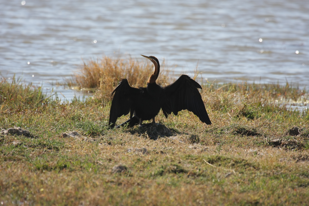 [23921] 2016_06_30_05_25_39_Africa_Canon_EOS_40D_IMG__04071.jpg