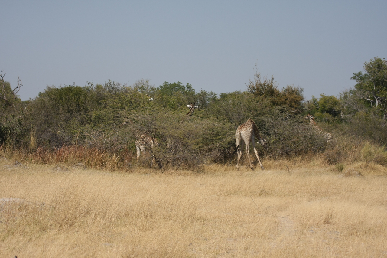 [23934] 2016_06_30_05_28_55_Africa_Canon_EOS_40D_IMG__11521.jpg