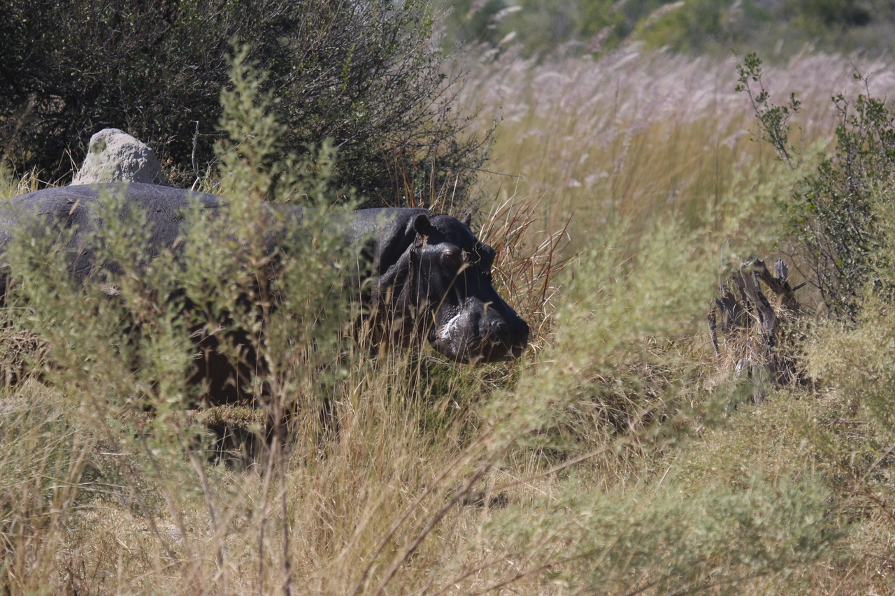 [23937] 2016_06_30_05_29_05_Africa_Canon_EOS_40D_IMG__00351.jpg