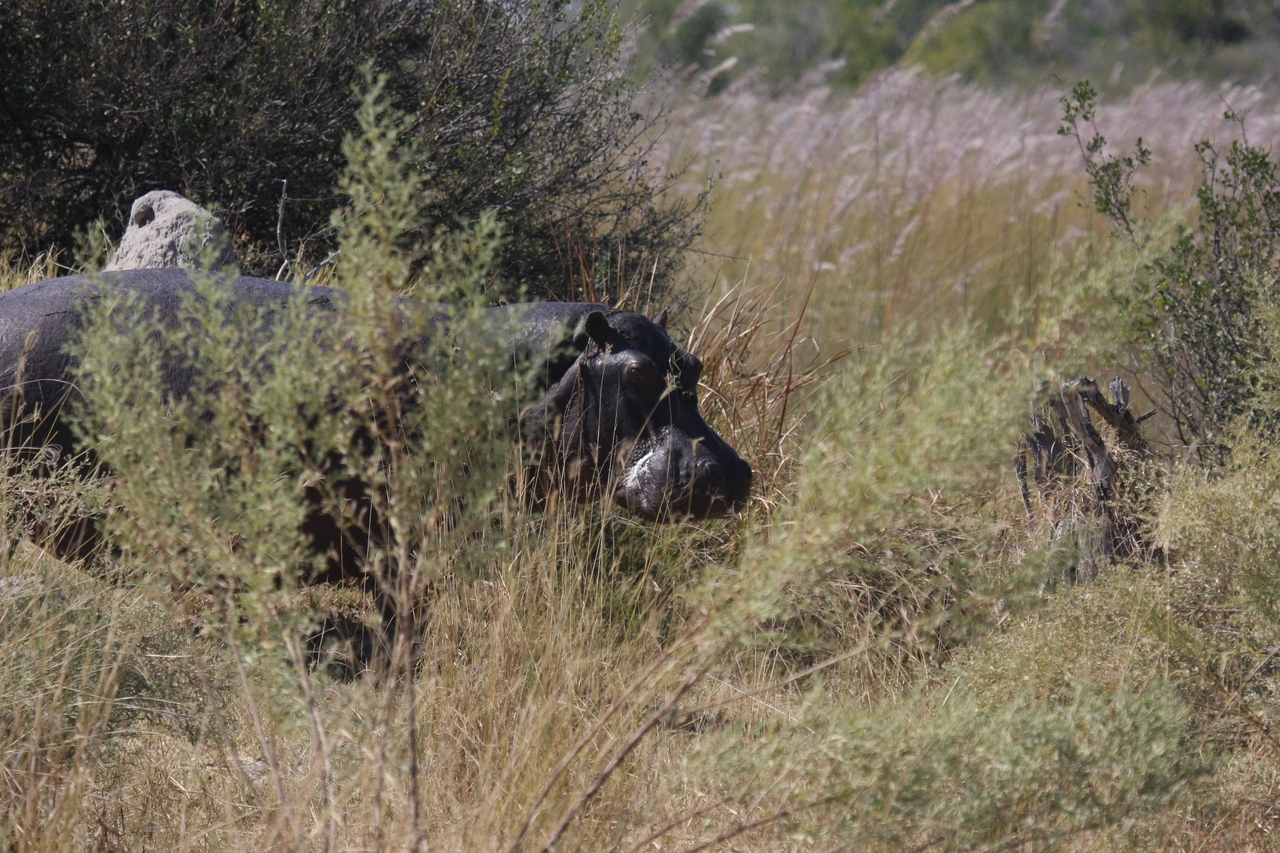 [23939] 2016_06_30_05_29_05_Africa_Canon_EOS_40D_IMG__04076.jpg