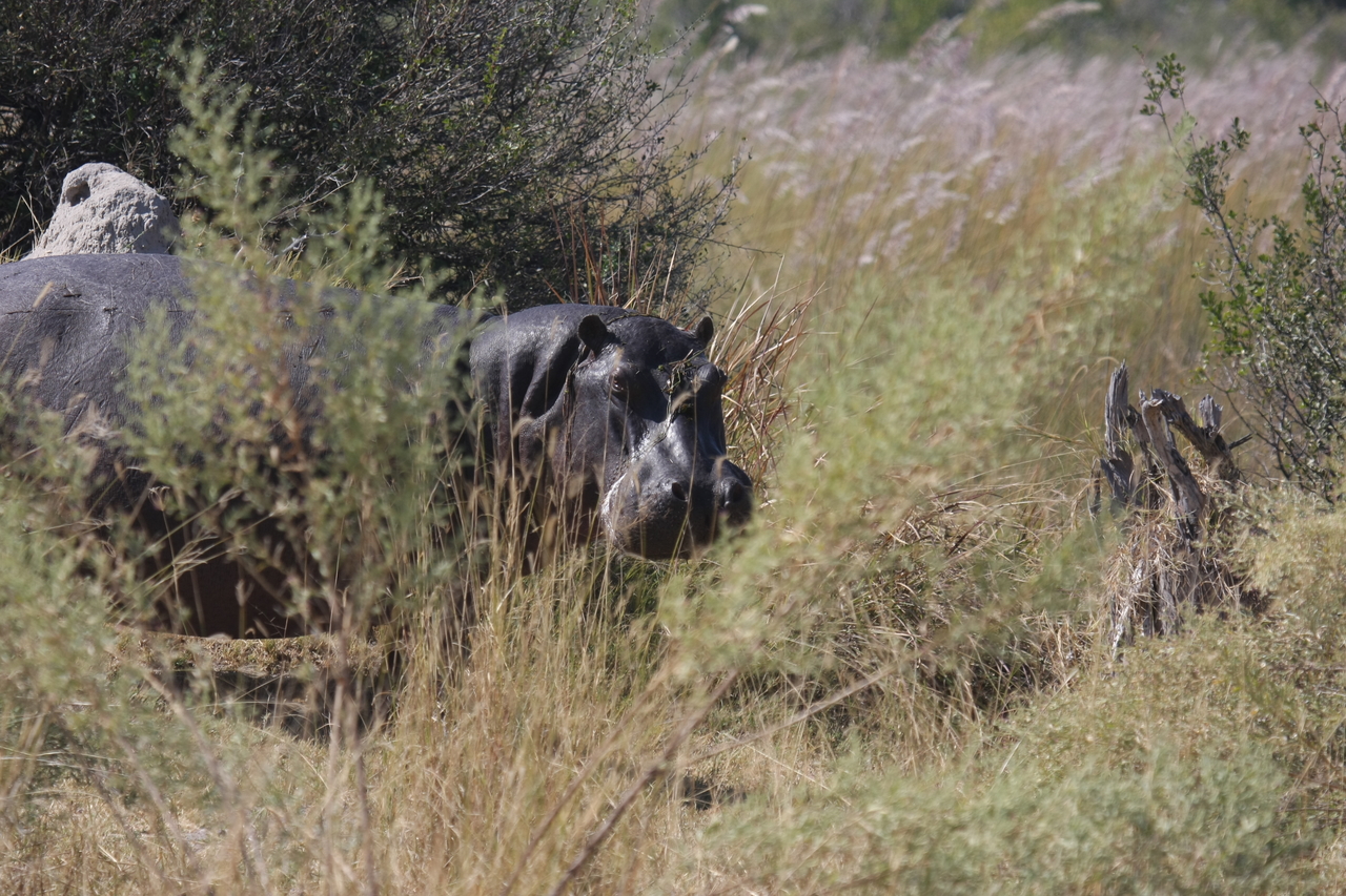[23947] 2016_06_30_05_29_10_Africa_Canon_EOS_40D_IMG__04078.jpg