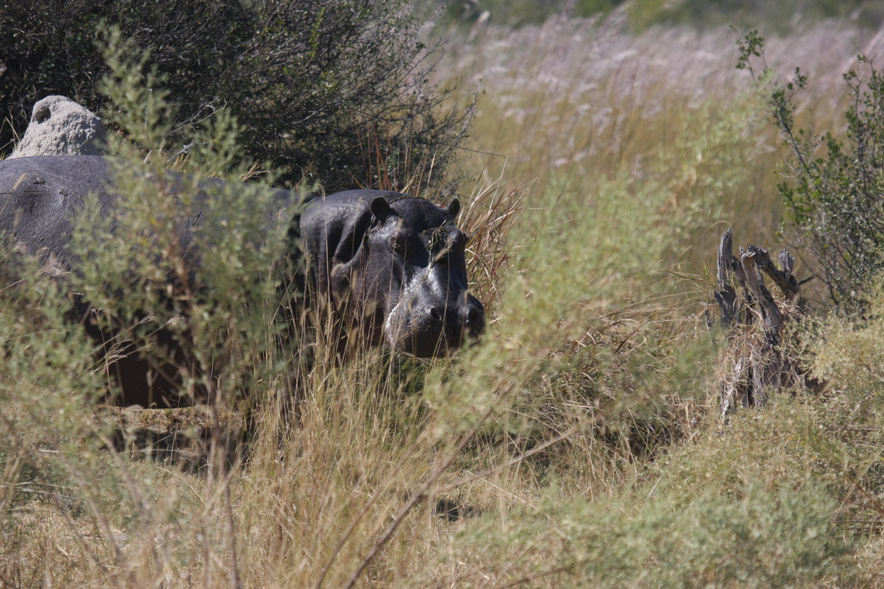 [23952] 2016_06_30_05_29_10_Africa_Canon_EOS_40D_IMG__11527.jpg