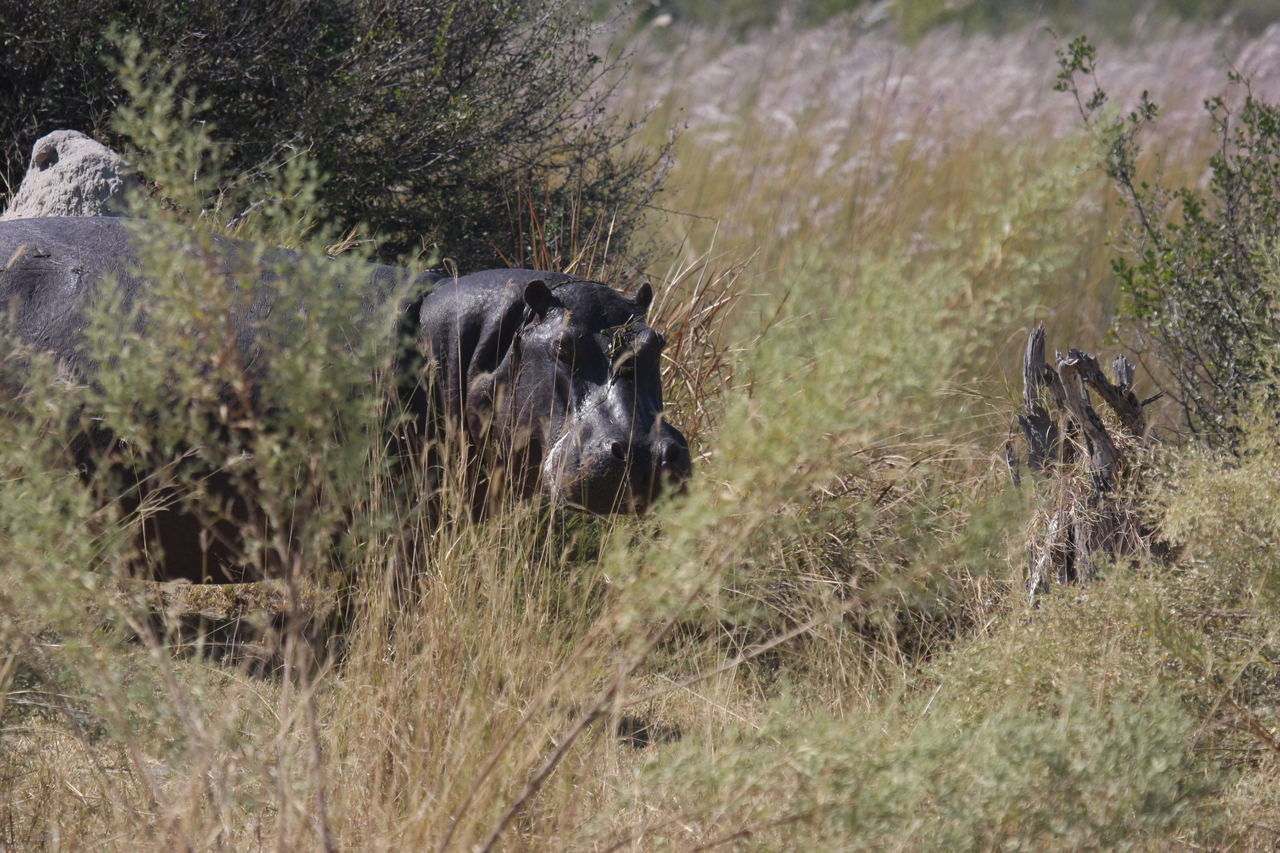 [23954] 2016_06_30_05_29_11_Africa_Canon_EOS_40D_IMG__04081.jpg
