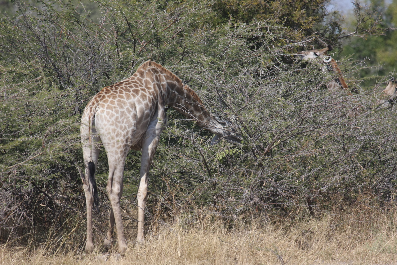 [23969] 2016_06_30_05_30_22_Africa_Canon_EOS_40D_IMG__00362.jpg