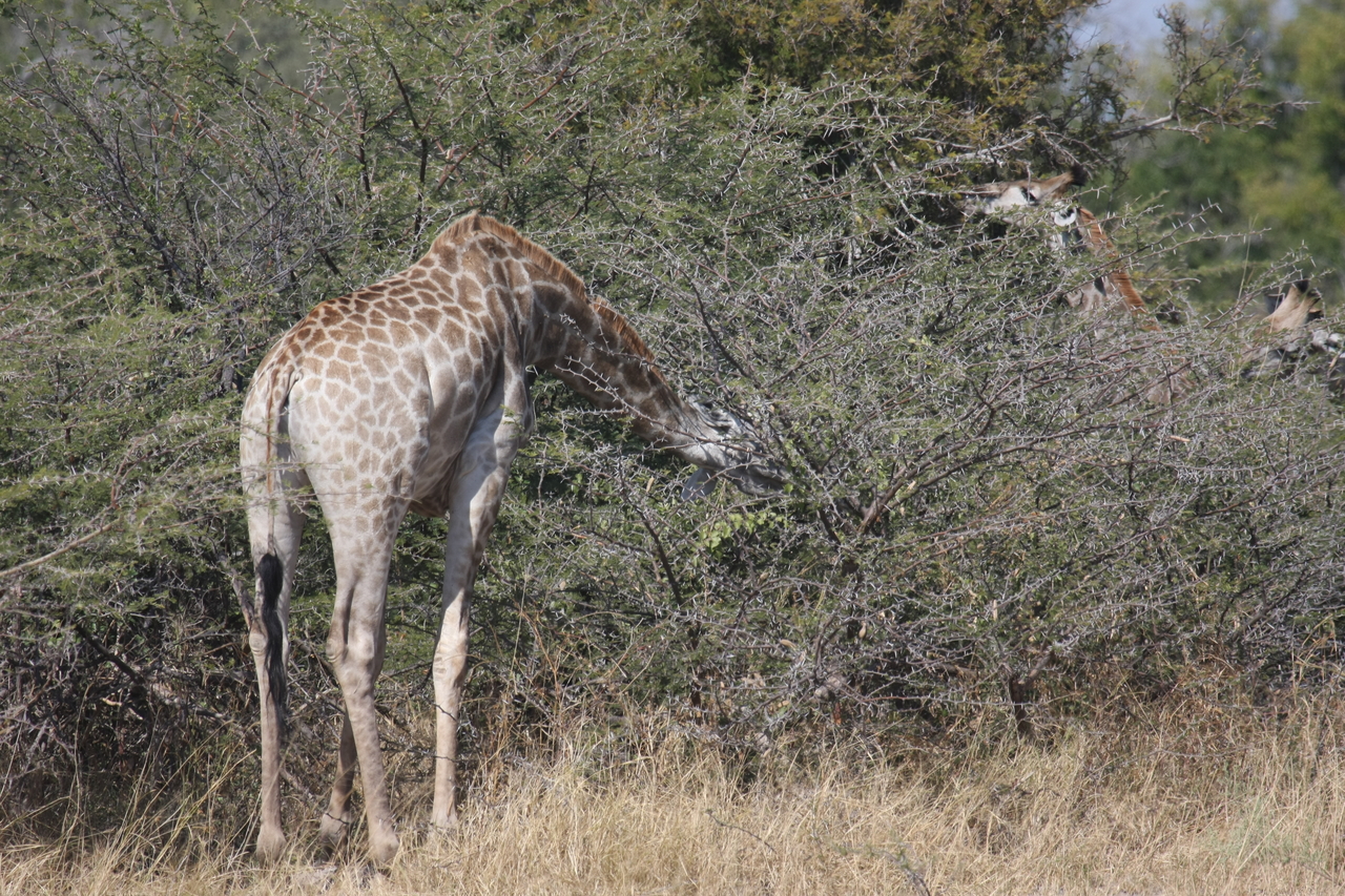 [23973] 2016_06_30_05_30_22_Africa_Canon_EOS_40D_IMG__04089.jpg