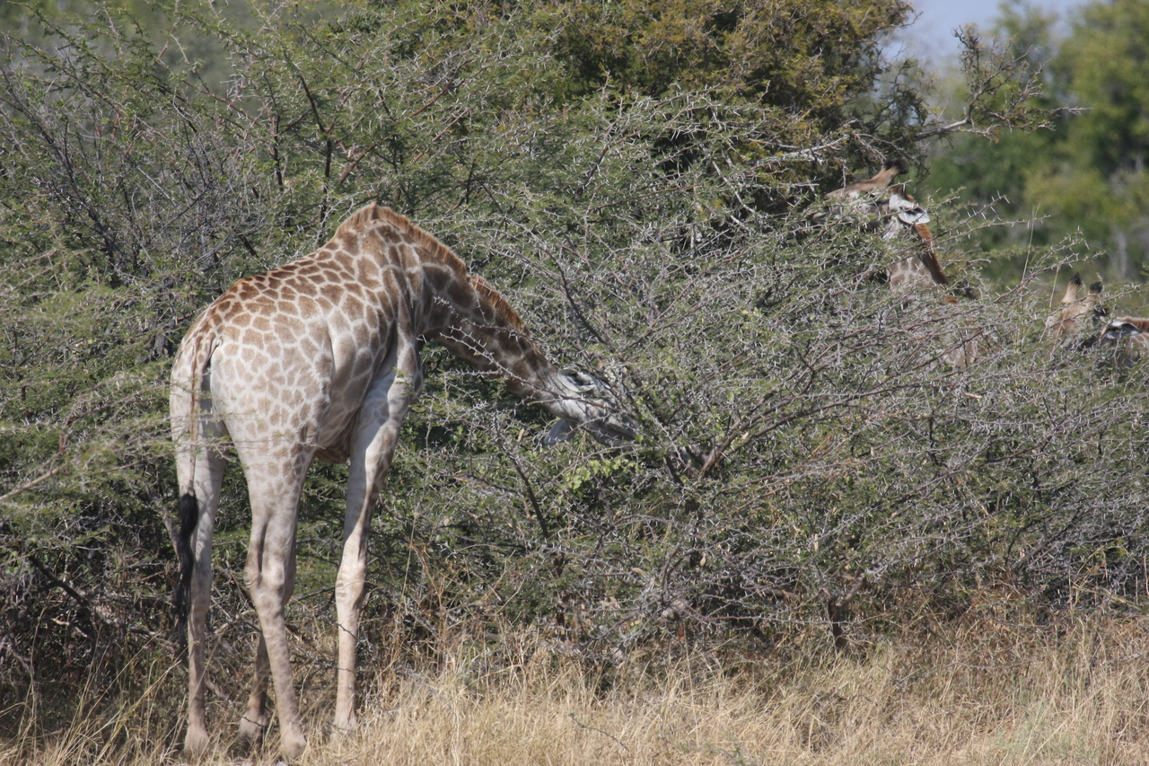 [23978] 2016_06_30_05_30_23_Africa_Canon_EOS_40D_IMG__00365.jpg