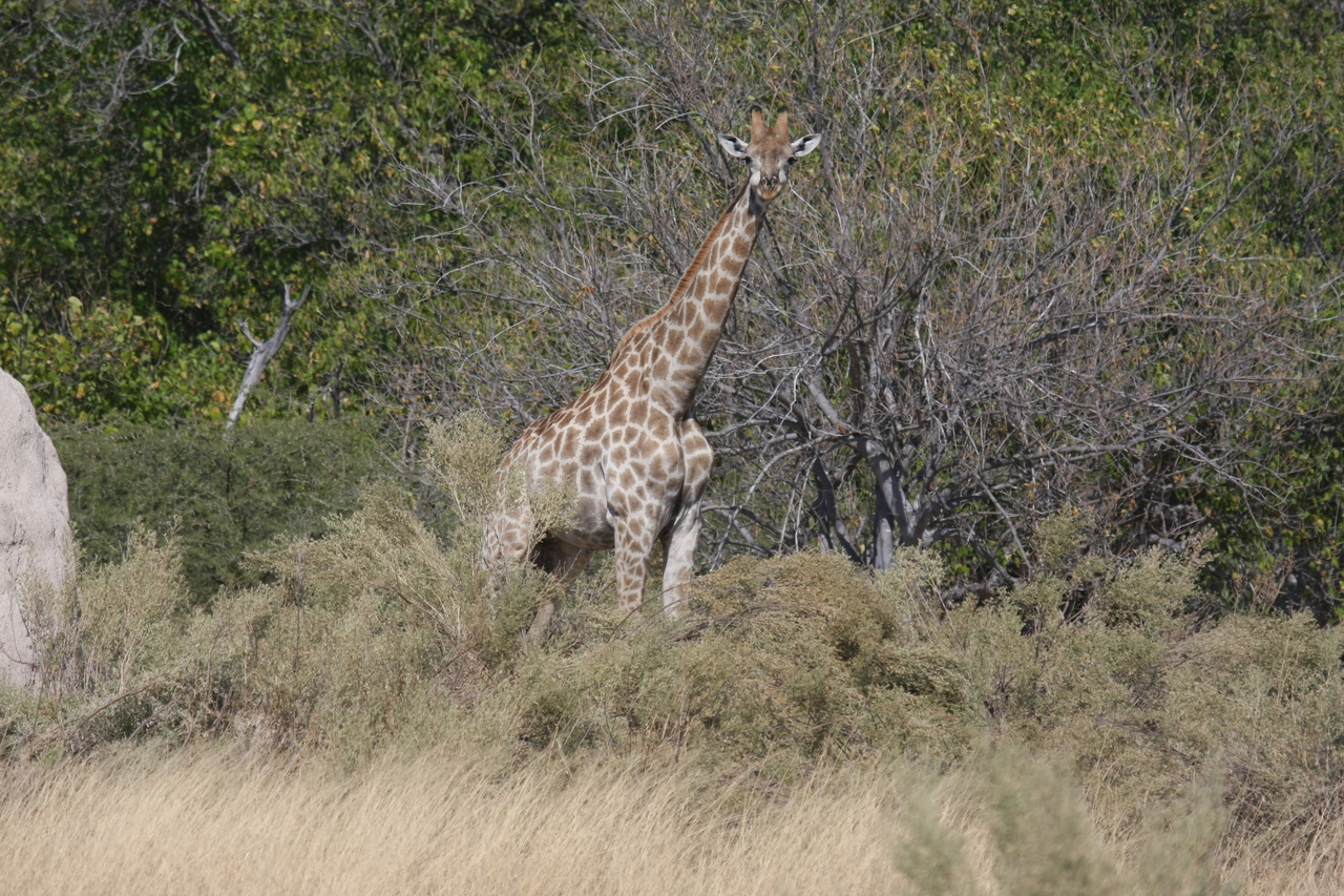 [23993] 2016_06_30_05_31_11_Africa_Canon_EOS_40D_IMG__00371.jpg