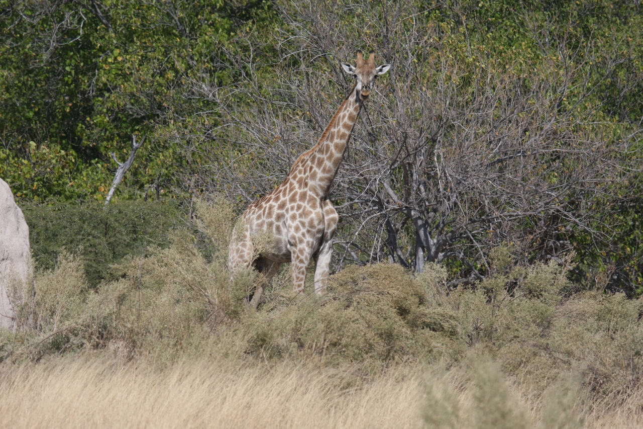 [24000] 2016_06_30_05_31_11_Africa_Canon_EOS_40D_IMG__11545.jpg
