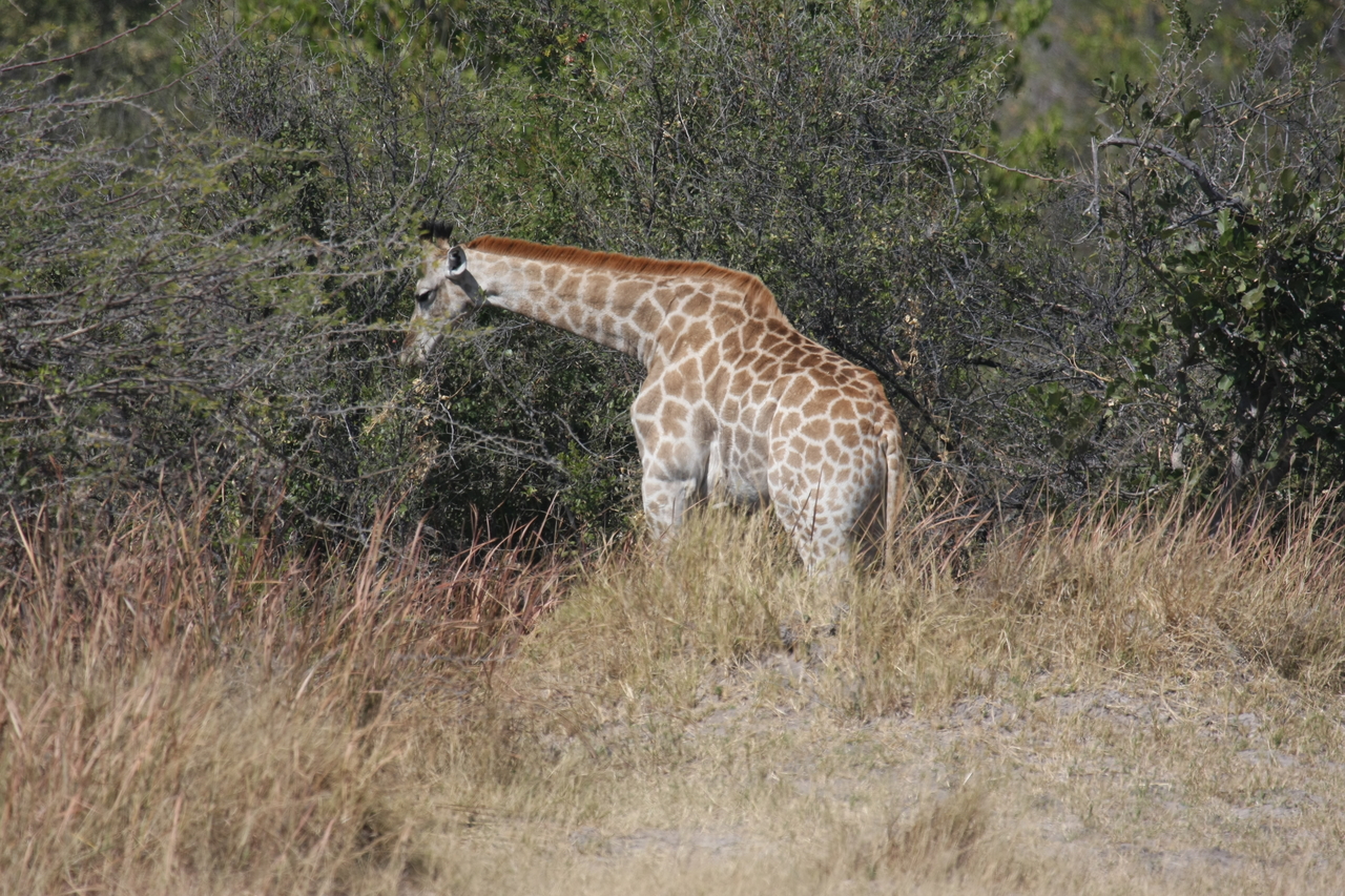 [24007] 2016_06_30_05_31_26_Africa_Canon_EOS_40D_IMG__04100.jpg