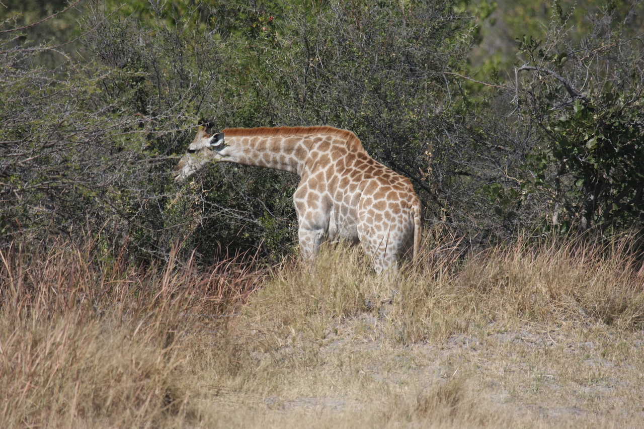 [24012] 2016_06_30_05_31_26_Africa_Canon_EOS_40D_IMG__11549.jpg