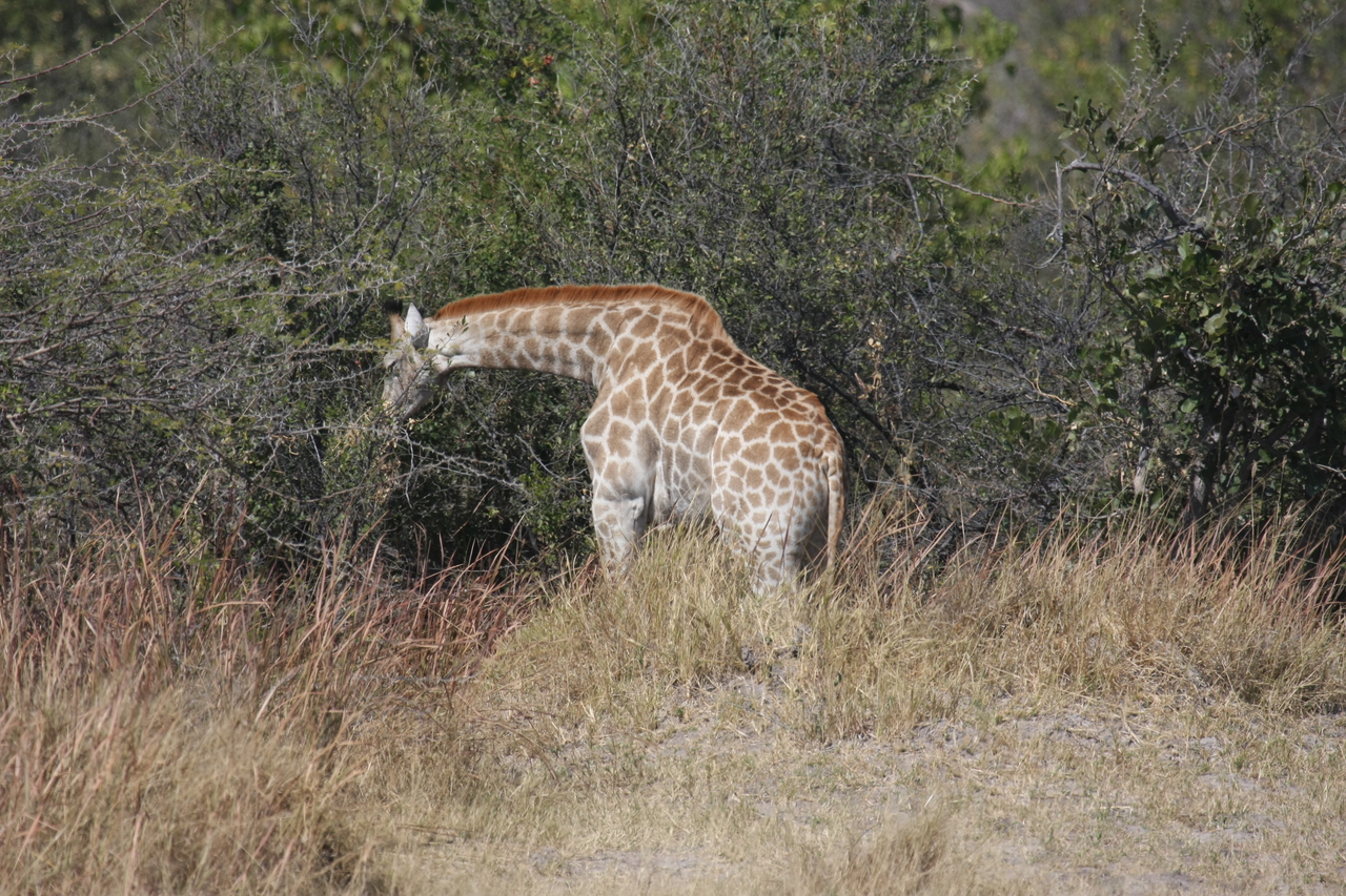 [24024] 2016_06_30_05_31_32_Africa_Canon_EOS_40D_IMG__11554.jpg