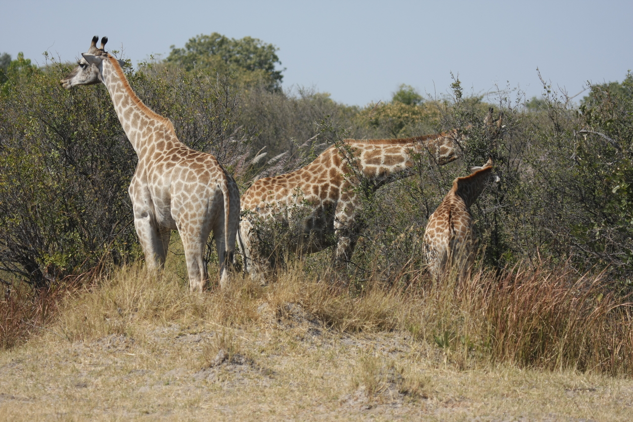 [24034] 2016_06_30_05_33_30_Africa_Canon_EOS_40D_IMG__11556.jpg
